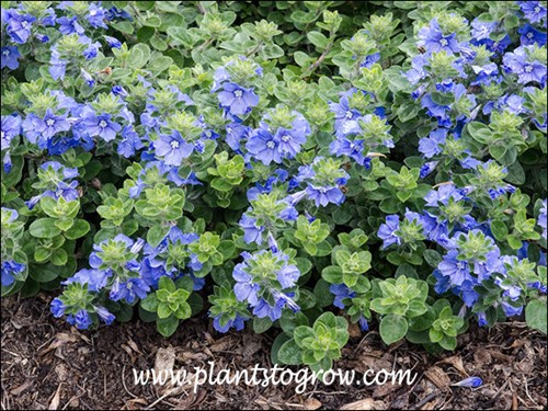 Lots of true blue flowers.